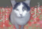 ぶちちゃんのメモリアル写真　ペット葬儀日：２０１０年４月１７日　千葉県よりご依頼